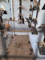 Tropische duiven morgen geopend, Dieren en Toebehoren, Meerdere dieren, Overige soorten