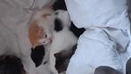 Nog 3 lieverdjes kunnen gereserveerd worden ., Dieren en Toebehoren, Katten en Kittens | Overige Katten, Meerdere dieren