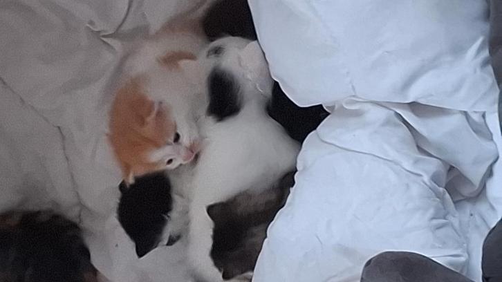 Nog 3 lieverdjes kunnen gereserveerd worden ., Dieren en Toebehoren, Katten en Kittens | Overige Katten, Meerdere dieren