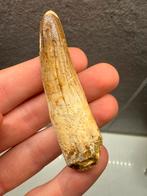 Mooie kwaliteit Spinosaurus tand - 8cm, Verzamelen, Ophalen of Verzenden, Fossiel