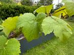 Versw druiven bladeren (Dolma/Sarma/Warak Enab), Ophalen of Verzenden, Minder dan 100 cm
