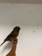 1-2 kleine barmsijzen, Dieren en Toebehoren, Vogels | Overige Vogels, Meerdere dieren, Wildzangvogel, Geringd