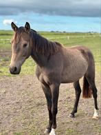 2,5 jarige D pony te koop, Dieren en Toebehoren, Pony's, Ruin, 3 tot 6 jaar, Onbeleerd, D pony (1.37m tot 1.48m)