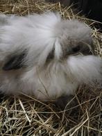 Konijn, Dieren en Toebehoren, Meerdere dieren, Middelgroot, 0 tot 2 jaar