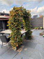 Gratis Haag Boog met IJzeren Frame, Tuin en Terras, Ophalen, Gebruikt, IJzer, Overige typen