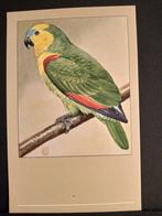 Blauwvoorhoofd Amazone ansichtkaart P Sluis  Rein Stuurman, Verzamelen, Verzenden, Ongelopen, Vogel