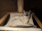 Bengaal kittens snow lynx, Poes