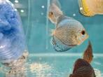 Giant Blue Flora Discus, Symphysodon Discus, Dieren en Toebehoren, Vissen | Aquariumvissen, Vis, Zoetwatervis