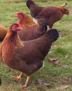 Te koop grote welsummer hennen 8 stuks, Dieren en Toebehoren, Pluimvee, Vrouwelijk, Kip