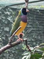 Jonge gould amadines, Dieren en Toebehoren, Vogels | Overige Vogels, Meerdere dieren, Tropenvogel