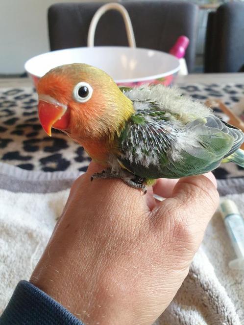 Lieve agapornis ficheri baby handtam !!!!, Dieren en Toebehoren, Vogels | Parkieten en Papegaaien, Dwergpapegaai of Agapornis