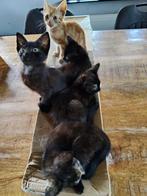 Leuke boeren kittens, Dieren en Toebehoren, Katten en Kittens | Overige Katten, Meerdere dieren, Kortharig, 0 tot 2 jaar