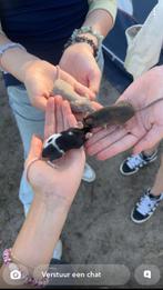 Tamme kleurmuizen, Dieren en Toebehoren, Knaagdieren, Maart, Muis, Vrouwelijk, Tam