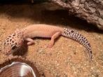 Luipaardgekko vrouw, Hagedis, 0 tot 2 jaar