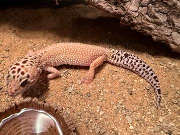 Luipaardgekko vrouw beschikbaar voor biedingen
