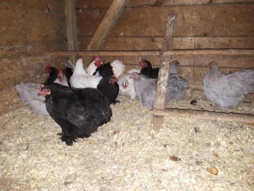 Cochin krielkippen., Dieren en Toebehoren, Pluimvee, Kip, Vrouwelijk