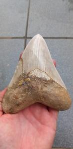 Megalodon haaientand 13,2 cm fossiel uit Indonesie, Ophalen of Verzenden, Fossiel