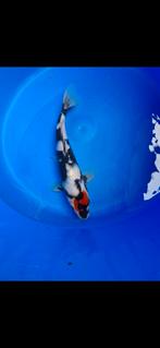 Koi Tancho showa, Dieren en Toebehoren