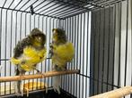 Frise Kanaries, Dieren en Toebehoren, Vogels | Kanaries, Meerdere dieren, Postuurkanarie