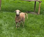 Dek ram nolana, Dieren en Toebehoren, Schapen, Geiten en Varkens, Mannelijk, Schaap, 0 tot 2 jaar