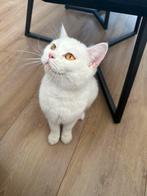 Britse korthaar 1 JAAR oud, Dieren en Toebehoren, Katten en Kittens | Raskatten | Korthaar, Meerdere dieren, Ontwormd, 0 tot 2 jaar