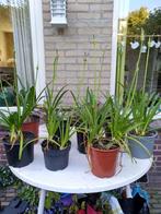 Agapanthus (Afrikaanse lelie) diverse planten, Volle zon, Vaste plant, Zomer, Ophalen