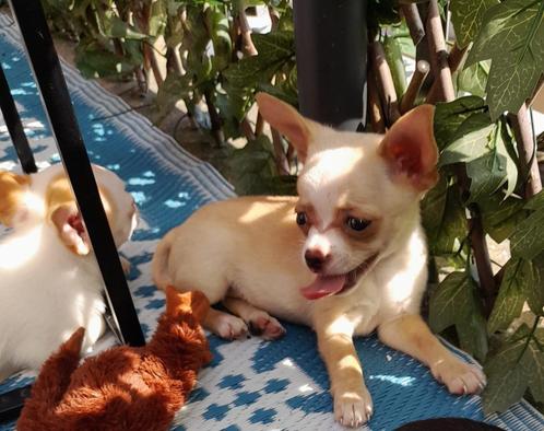 Chihuahua pup 8 weken. Mogen per direct weg. 900 euro, Dieren en Toebehoren, Honden | Chihuahua's en Gezelschapshonden, Meerdere dieren