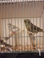Kuifkanarie's, Dieren en Toebehoren, Vogels | Kanaries, Meerdere dieren, Kleurkanarie