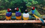 Gezocht gouldamadines, Meerdere dieren, Tropenvogel