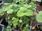 Aardbeien planten 🍓 GIGANTELLA MAXIM 🍓 aardbeien plantjes, Zomer, Vaste plant, Fruitplanten, Ophalen