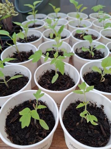 Groenten plantjes voor de moestuin beschikbaar voor biedingen