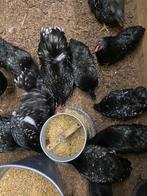 Broedeieren Wyandotte  kriel, Dieren en Toebehoren, Pluimvee, Geslacht onbekend, Kip