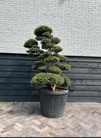 Ilex crenata kinme bonsai exclusieve boom, Ophalen, Halfschaduw, Overige soorten, 100 tot 250 cm
