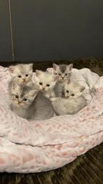 KITTENS (BRITSE KORTHAAR X RAGDOLL), Meerdere dieren, 0 tot 2 jaar