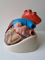 Anatomisch model hart mens, Ophalen of Verzenden