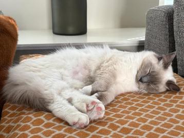 2 Raszuivere Ragdolls met Stamboom - Prijs voor beide poezen beschikbaar voor biedingen