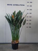 grote Strelitzia reginae plant, XL kamerplant, paradijsvogel, Tuin en Terras, Planten | Tuinplanten, Ophalen, Herfst, Vaste plant