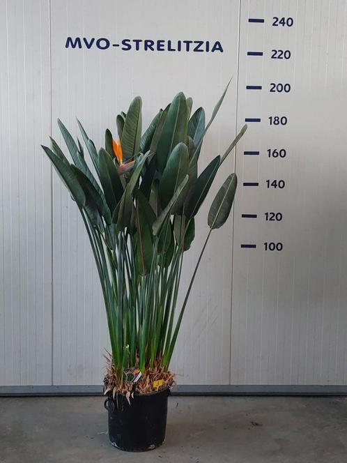 grote Strelitzia reginae plant, XL kamerplant, paradijsvogel, Tuin en Terras, Planten | Tuinplanten, Vaste plant, Volle zon, Herfst