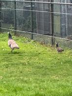 Pauw hen met jong, Dieren en Toebehoren, Pluimvee, Vrouwelijk, Overige soorten