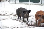 Varken, borg, tamworth x wolvarken slachtrijp, Mannelijk, Varken, 0 tot 2 jaar