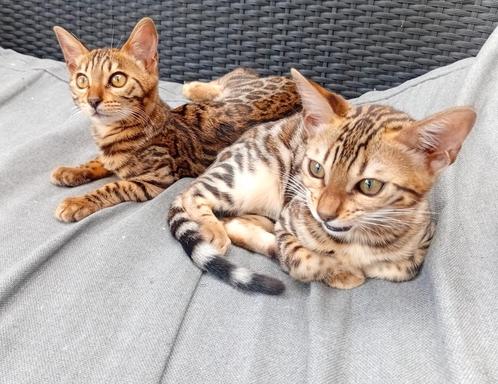 Bengaalse kittens, Dieren en Toebehoren, Katten en Kittens | Raskatten | Korthaar, Poes, Gechipt, Ontwormd