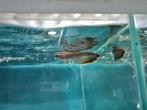 Zwarte Arowana, Osteoglossum Ferreirai, Dieren en Toebehoren, Vissen | Aquariumvissen, Vis, Zoetwatervis
