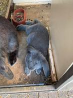 Jongen franse hangoren raszuiver, Dieren en Toebehoren, Konijnen, Meerdere dieren, Groot