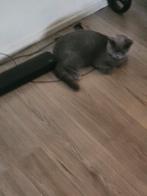 Britsekoethaar, Dieren en Toebehoren, Katten en Kittens | Raskatten | Korthaar, Kater