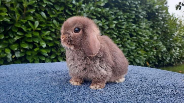 Minilop konijntje, Dieren en Toebehoren, Konijnen, Dwerg, Mannelijk