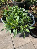 Herfstaster met pot €6, Tuin en Terras, Planten | Tuinplanten, Ophalen, Zomer, Overige soorten