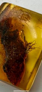 Baltisch barnsteen met insecten – 3 stuks in display (B), Ophalen of Verzenden, Fossiel