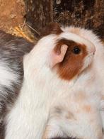 Te koop: 1 cavia zeugje, Dieren en Toebehoren, Knaagdieren, Meerdere dieren, Cavia, Na 1 juli 2024