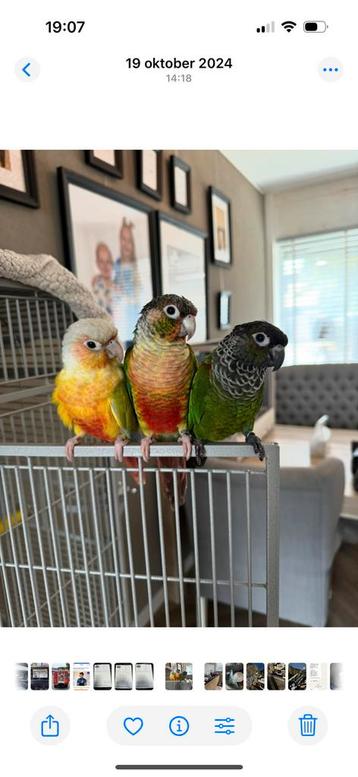 3 handtamme phyrurrah te koop beschikbaar voor biedingen