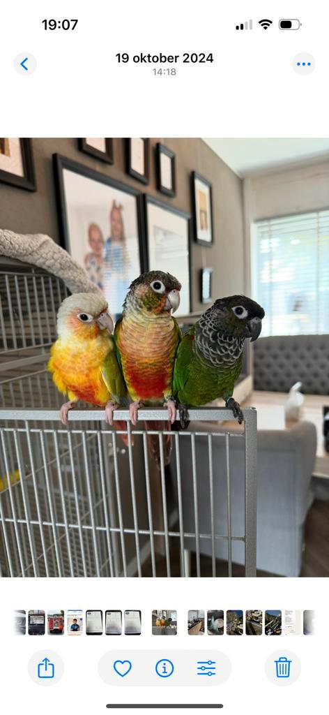 3 handtamme phyrurrah te koop, Dieren en Toebehoren, Vogels | Parkieten en Papegaaien, Dwergpapegaai of Agapornis, Geslacht onbekend